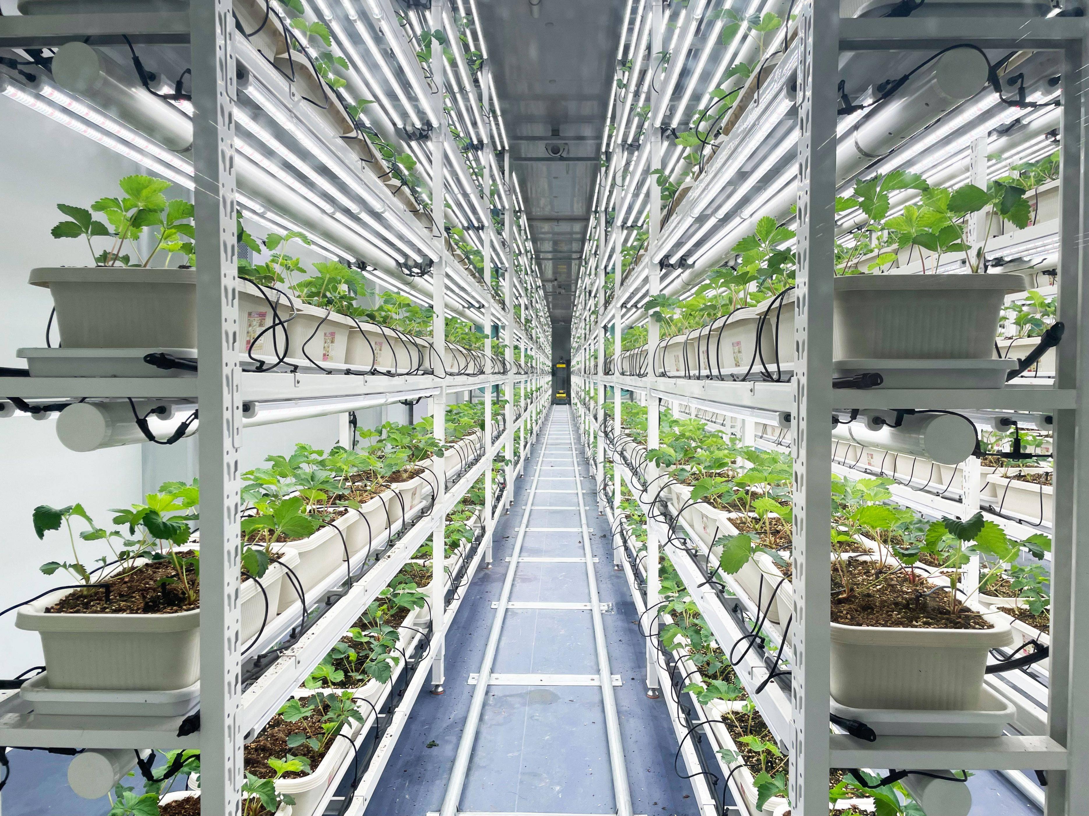 植物工厂